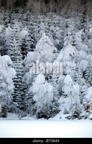 La neve e il gelo copre gli alberi in scena invernale al tramonto vicino a Oslo Norvegia Foto Stock