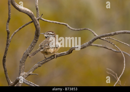 Cactus Wren Campylorhynchus brunneicapillus in dead bush deserto dell Arizona Foto Stock