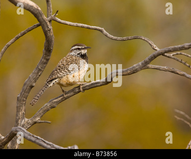 Cactus Wren Campylorhynchus brunneicapillus in dead bush deserto dell Arizona Foto Stock