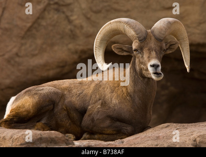 Deserto maschio Bighorn Ovis canadensis mexicana Arizona USA Foto Stock