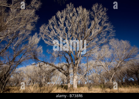 Fremont pioppi neri americani Populus fremontii Bosco in San Pedro rivierasche di conservazione della natura NCA Area sud est Arizona Foto Stock