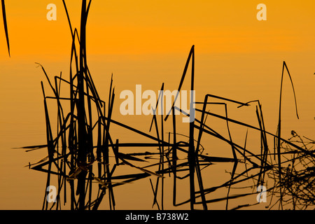 Modelli di canne nel lago al tramonto in Arizona Foto Stock