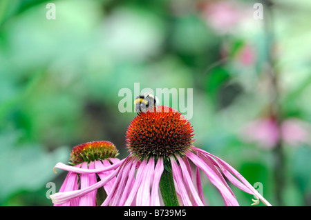 Echinacea pallida viola chiaro Coneflower honey bee alimentazione alimentazione raccolgono nettare di raccolta del polline di impollinazione Foto Stock