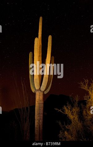Cactus Saguaro Carnegiea gigantea Fotografato di notte Parco nazionale del Saguaro Arizona Foto Stock