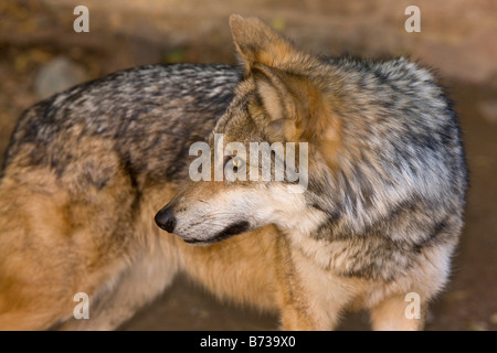 Il messicano minacciate Lupo Canis lupus baileyi eventualmente ora estinto nel selvaggio popolazione prigioniera Arizona USA Foto Stock