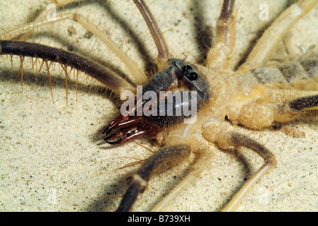 Solifugid o Sun Spider, Bahrein, Golfo Arabico Foto Stock