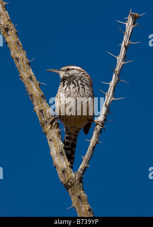 Cactus Wren Campylorhynchus brunneicapillus arroccato nella boccola Ocotillo deserto dell Arizona Foto Stock