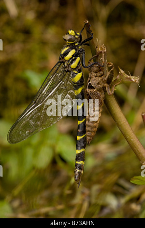 Cupo gold-inanellati dragonfly Cordulegaster bidentata emergente dal caso nymphal N Grecia Foto Stock