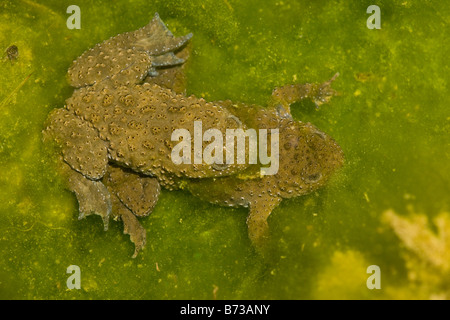 Ululone dal ventre giallo Bombina variegata di Vikos Grecia del nord Foto Stock