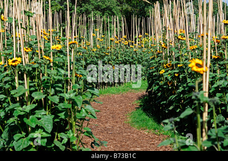 Girasole Helianthus annuus maze supporto supportato treno canna di bambù blossom blooming Asteraceae Compositae Asteridae Asterales Foto Stock