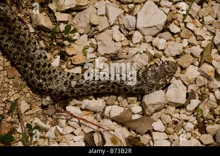 Frusta balcanica Snake Coluber gemonensis come un incidente stradale nord occidentale della Grecia Foto Stock