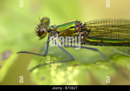 Damselfly smeraldo (Lestes sponsa) Foto Stock