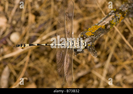 Maschio a forma di libellula bladetail Lindenia tetraphylla Grecia del nord Foto Stock