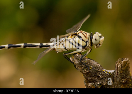 Maschio a forma di libellula bladetail Lindenia tetraphylla Grecia del nord Foto Stock
