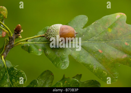 Acorn e di foglie di quercia Farnia Quercus robur in autunno Hampshire Foto Stock