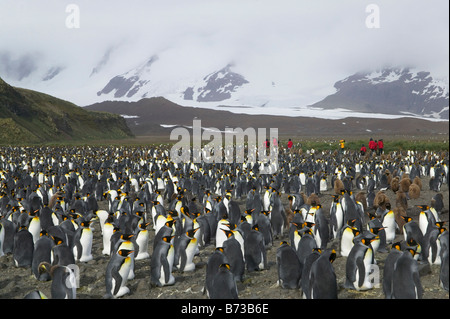 Turisti tra Re pinguini (Aptenodytes patagonicus) Salisbury Plain Georgia del Sud Antartide Foto Stock