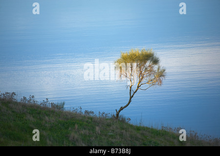 Piccolo albero evidenziato dagli ultimi raggi di sole mentre le acque della zona di Alqueva riflette le nuvole sullo sfondo Foto Stock