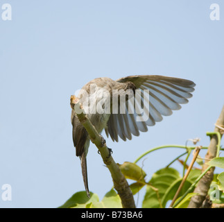 Bulbul comune Pycnonotus barbatus selvatica Foto Stock