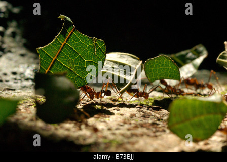 Fresa a foglia formiche su un sentiero Foto Stock