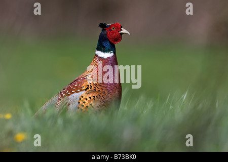 Fagiano in campo. Foto Stock