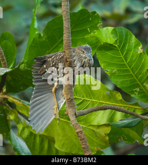 Nero immaturi incoronato Nitticora immaturo Nycticorax nycticorax selvatica Foto Stock