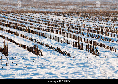 Coperte di neve con campo di tagliare gli steli di mais, sud-Touraine, Francia. Foto Stock
