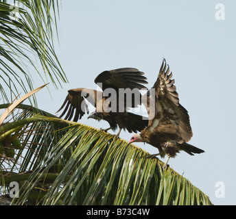 Incappucciati avvoltoi Necrosyrtes monachus selvatica Foto Stock
