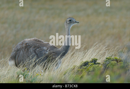 Ritratto di Darwin's rhea Foto Stock