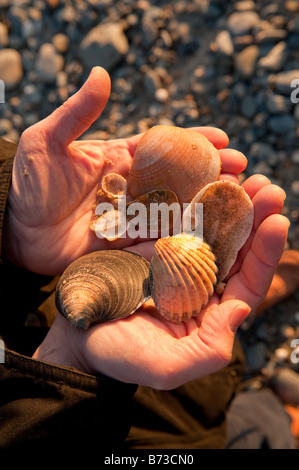 Una manciata di vario assortimento di conchiglie raccolte di spiaggia di Tywyn Gwynedd north Wales UK Foto Stock