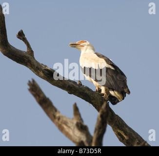 Palm Nut Vulture Gypohierax angolensis selvatica Foto Stock