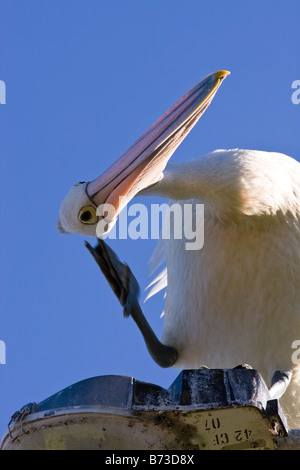 Un australiano pelican graffiare esso s testa Foto Stock