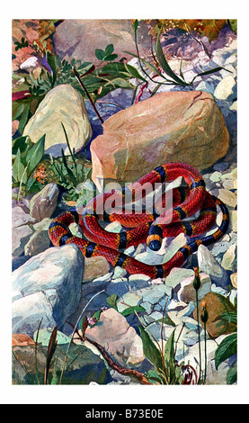 Illustrazione della parte orientale di Serpente corallo, Micrurus fulvius Foto Stock