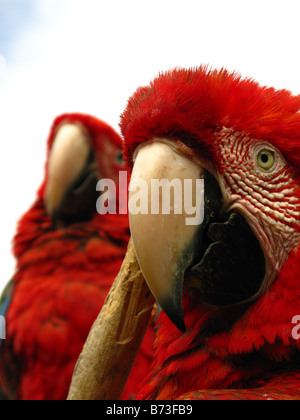 Scarlet Macaw (Ara macao) Foto Stock