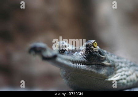 Dettaglio della testa della Indial gavial - specie in via di estinzione Foto Stock