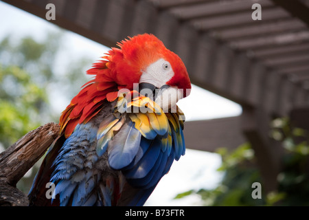 Macaw parrot preening le sue piume Foto Stock