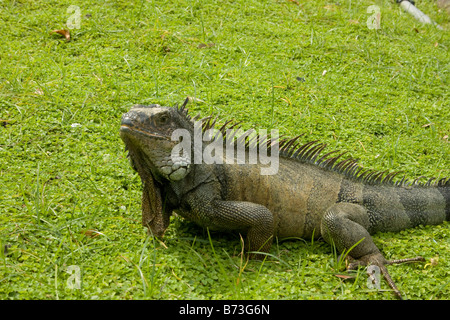 Grande verde Iguana, (Iguana iguana) sull'erba verde. Guayaquil Ecuador 73080 Orizzontale Ecuador Foto Stock