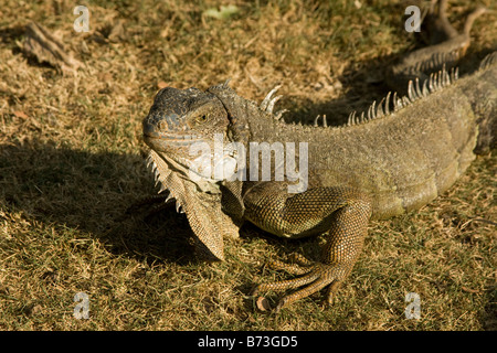 Grande verde Iguana, (Iguana iguana) profilo. Guayaquil Ecuador 73095 Orizzontale Ecuador Foto Stock