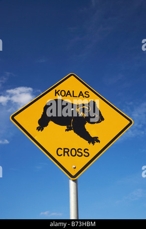 Il Koala attraversando un cartello di segnalazione vicino Wingham Nuovo Galles del Sud Australia Foto Stock