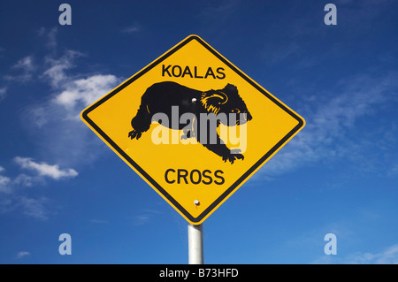 Il Koala attraversando un cartello di segnalazione vicino Wingham Nuovo Galles del Sud Australia Foto Stock