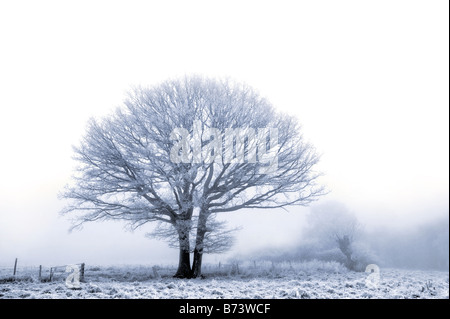 Un vecchio albero di quercia ricoperti in un hoare gelo su una freddi inverni nebbioso giorno Foto Stock