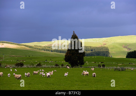 Nuova Zelanda, Isola del Sud, il Catlins, vicino Invercargill. Pecore al pascolo. Foto Stock