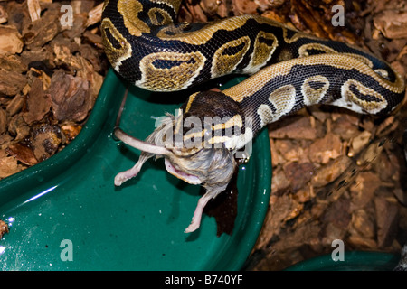 Sfera python mangiando un mouse Foto Stock