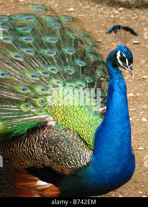 Peafowl blu, Pavo christatus Foto Stock