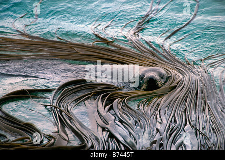 Nuova Zelanda, Isola del Sud, Dunedin, Penisola di Otago, Australasian pelliccia sigillo (Arctocephalus fosteri). Foto Stock