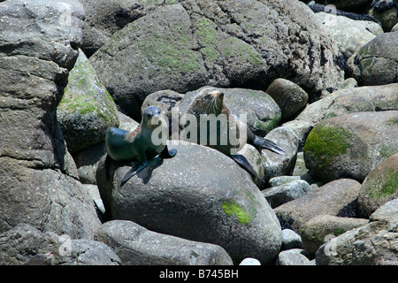 Nuova Zelanda, Isola del Sud, Punakaiki, Australasian pelliccia sigillo (Arctocephalus fosteri) o nel Sud pelliccia sigillo. Foto Stock