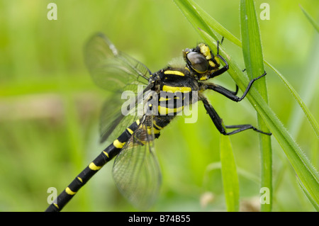 Golden-Ringed Dragonfly, cordulegaster boltonii Foto Stock