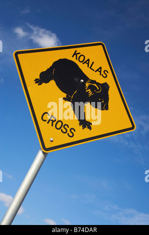 Il Koala attraversando un cartello di segnalazione vicino Wingham Nuovo Galles del Sud Australia Foto Stock