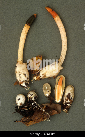 Mutinus caninus cane Stinkhorn esemplari Foto Stock