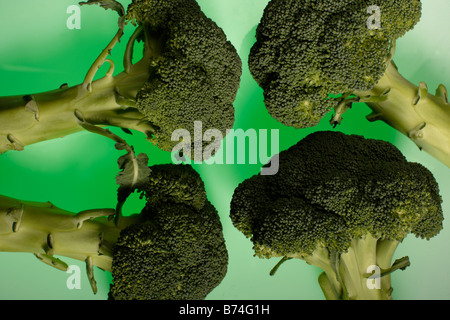 Broccoli (Brassica oleracea var. botrytis italica) Foto Stock