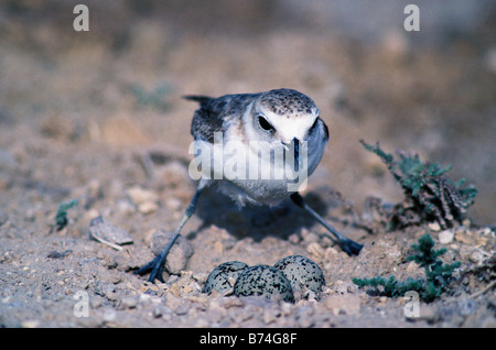 Fratino con nido e uova, Bahrein, Golfo Arabico Foto Stock